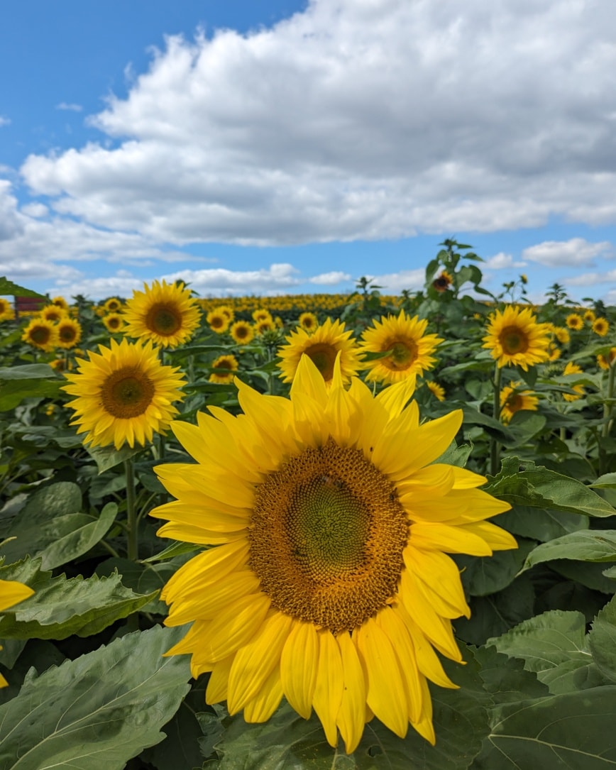 Fall Fun Opening Weekend