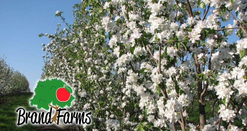 Apple orchard ready for visitors