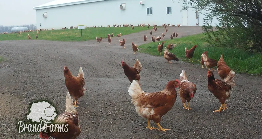 Happy farm chickens