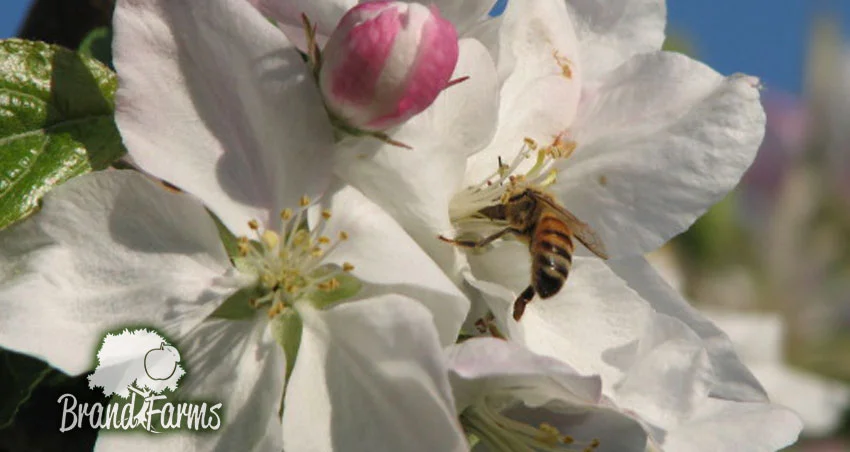 Beautiful flowers at Brand Farms