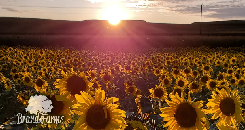 Beautiful sunflowers ready for photography