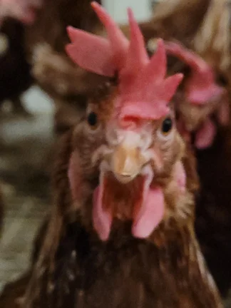 Close-up of a curious chicken