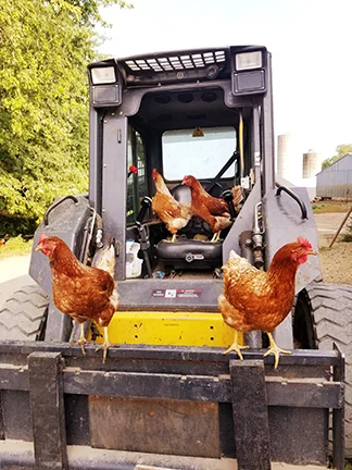 Our mobile chicken tractor allowing chickens to access fresh grass