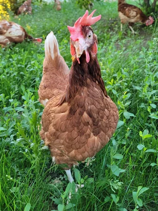 Happy chicken at Brand Farms