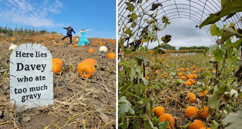Pumpkin Picking