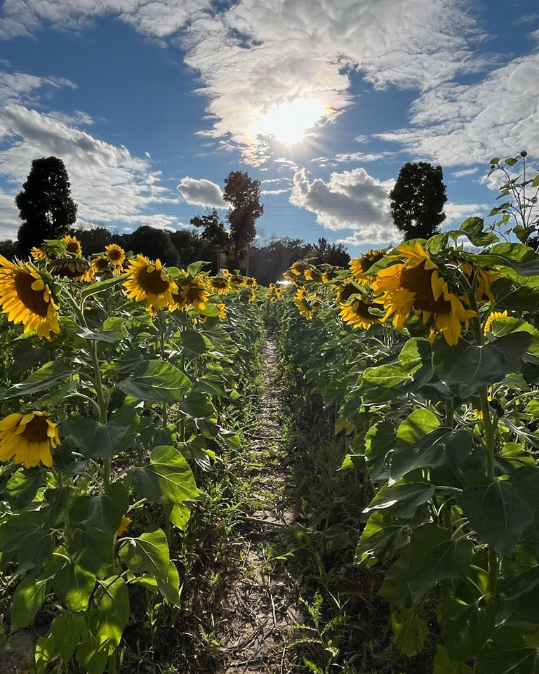 Sunflower Festival