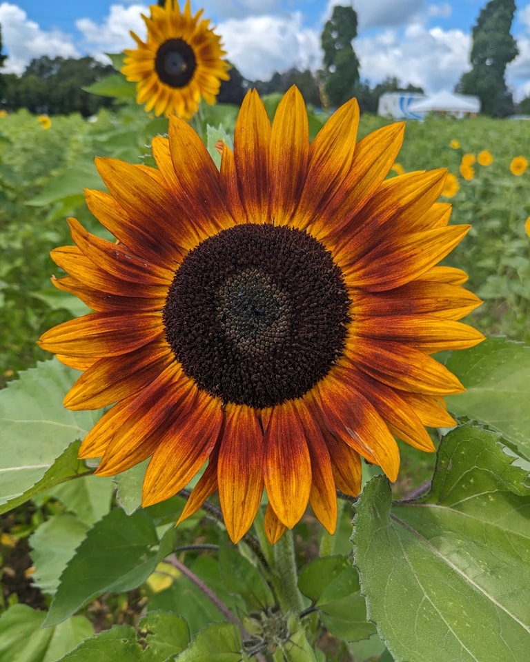 Sunflower Field Opening